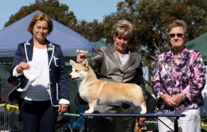 2014 Champ Show - Minor Puppy In Show