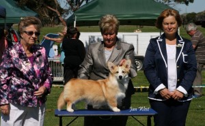 2014  Champ Show - Puppy In Show