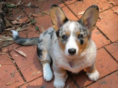 Welsh Corgi Club of Victoria | Affiliated with the Victorian Canine ...